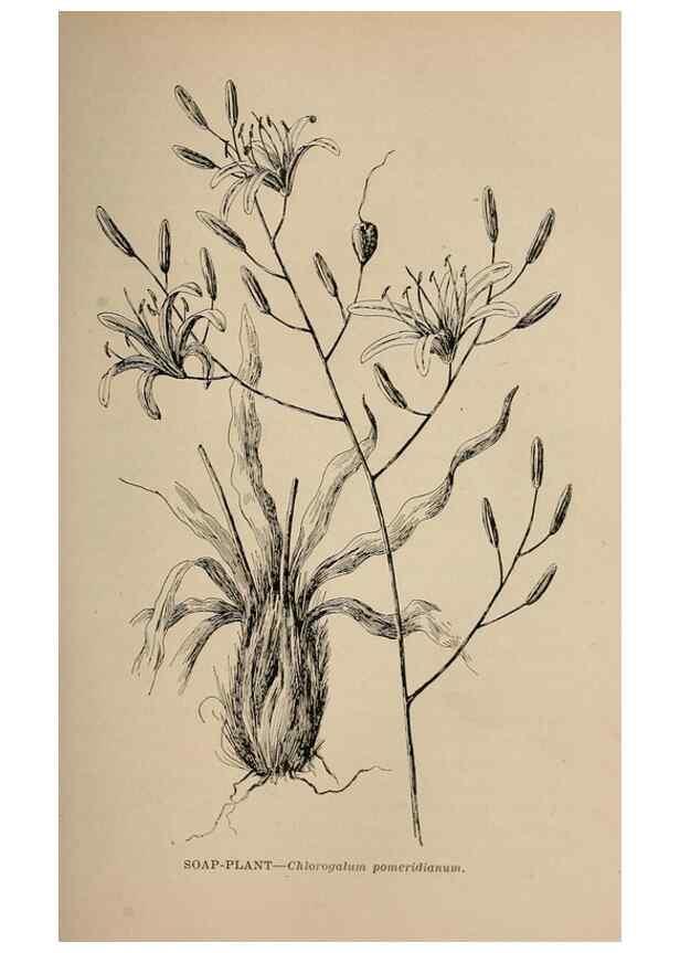 Reproducción/Reproduction 7176724778: The wild flowers of California;. San Francisco,Payot, Upham, & company,1902.