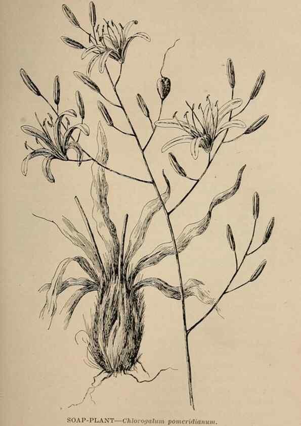 Reproducción/Reproduction 7176724778: The wild flowers of California;. San Francisco,Payot, Upham, & company,1902.