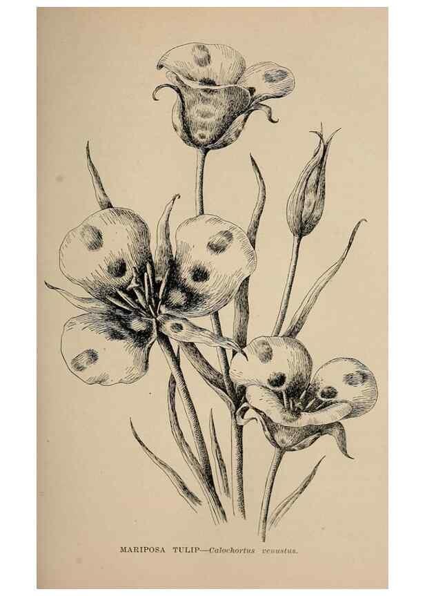 Reproducción/Reproduction 7176723390: The wild flowers of California;. San Francisco,Payot, Upham, & company,1902.