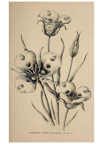 Reproducción/Reproduction 7176723390: The wild flowers of California;. San Francisco,Payot, Upham, & company,1902.