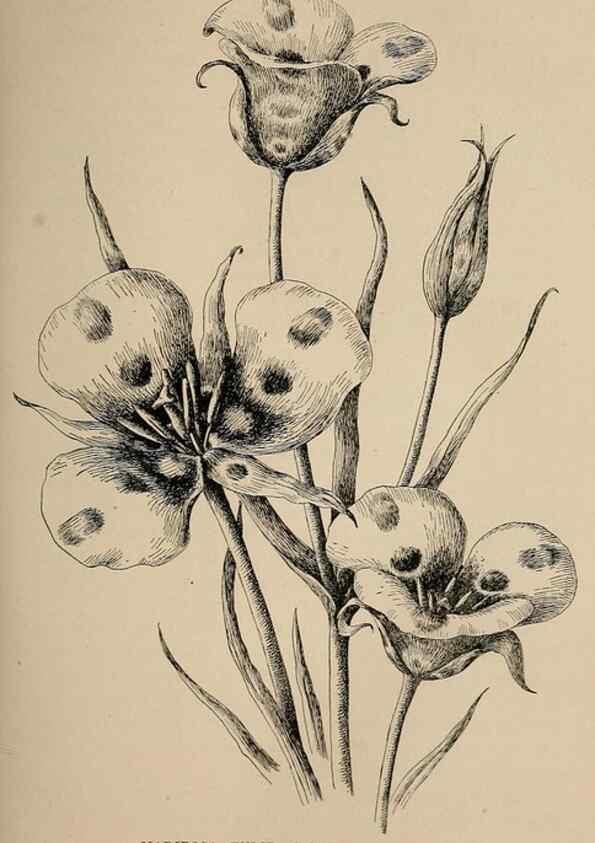 Reproducción/Reproduction 7176723390: The wild flowers of California;. San Francisco,Payot, Upham, & company,1902.