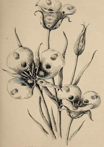 Reproducción/Reproduction 7176723390: The wild flowers of California;. San Francisco,Payot, Upham, & company,1902.