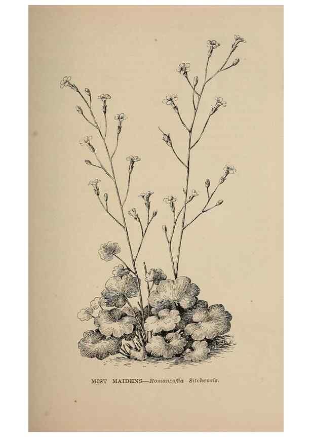 Reproducción/Reproduction 7176697040: The wild flowers of California;. San Francisco,Payot, Upham, & company,1902.