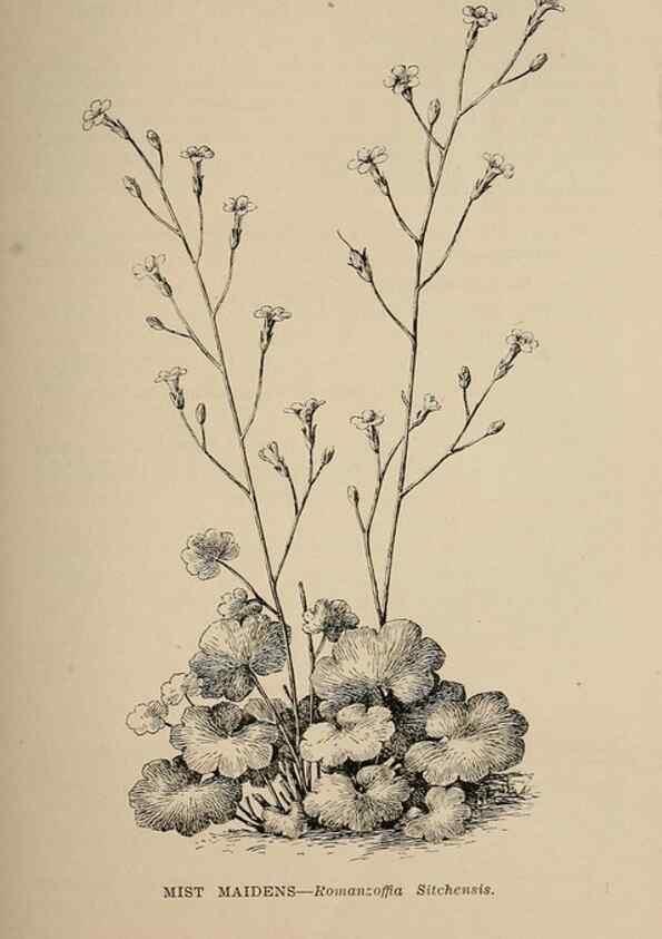 Reproducción/Reproduction 7176697040: The wild flowers of California;. San Francisco,Payot, Upham, & company,1902.