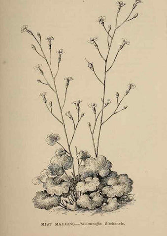 Reproducción/Reproduction 7176697040: The wild flowers of California;. San Francisco,Payot, Upham, & company,1902.