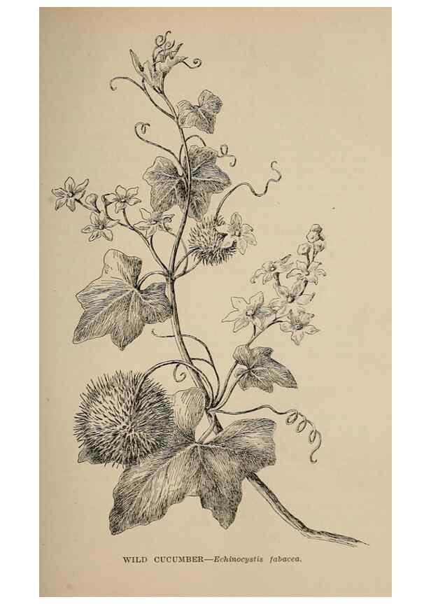 Reproducción/Reproduction 7176698782: The wild flowers of California;. San Francisco,Payot, Upham, & company,1902.
