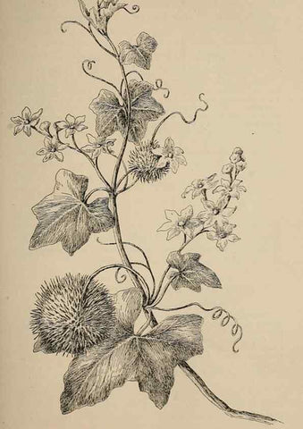Reproducción/Reproduction 7176698782: The wild flowers of California;. San Francisco,Payot, Upham, & company,1902.