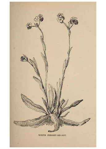 Reproducción/Reproduction 7176700228: The wild flowers of California;. San Francisco,Payot, Upham, & company,1902.