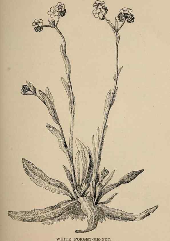 Reproducción/Reproduction 7176700228: The wild flowers of California;. San Francisco,Payot, Upham, & company,1902.