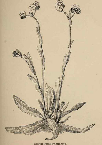 Reproducción/Reproduction 7176700228: The wild flowers of California;. San Francisco,Payot, Upham, & company,1902.