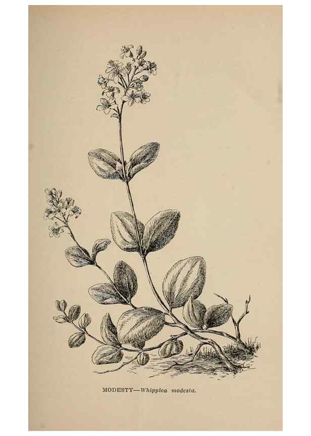 Reproducción/Reproduction 7176701724: The wild flowers of California;. San Francisco,Payot, Upham, & company,1902.