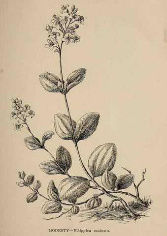 Reproducción/Reproduction 7176701724: The wild flowers of California;. San Francisco,Payot, Upham, & company,1902.