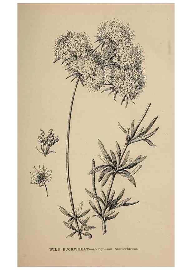 Reproducción/Reproduction 7176703282: The wild flowers of California;. San Francisco,Payot, Upham, & company,1902.