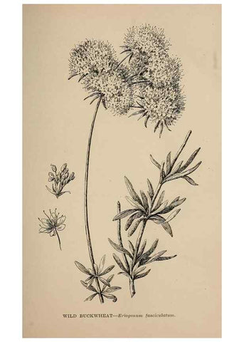 Reproducción/Reproduction 7176703282: The wild flowers of California;. San Francisco,Payot, Upham, & company,1902.