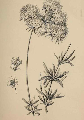 Reproducción/Reproduction 7176703282: The wild flowers of California;. San Francisco,Payot, Upham, & company,1902.