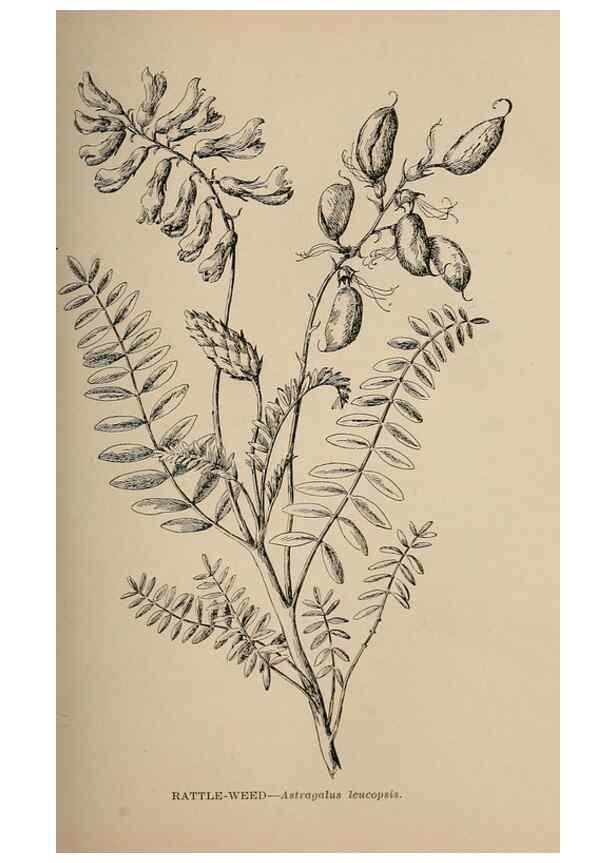 Reproducción/Reproduction 7176704754: The wild flowers of California;. San Francisco,Payot, Upham, & company,1902.