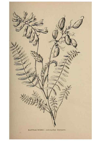 Reproducción/Reproduction 7176704754: The wild flowers of California;. San Francisco,Payot, Upham, & company,1902.