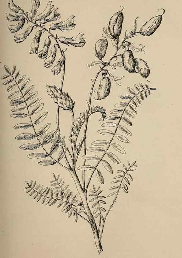 Reproducción/Reproduction 7176704754: The wild flowers of California;. San Francisco,Payot, Upham, & company,1902.