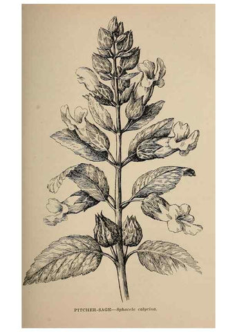 Reproducción/Reproduction 7176706256: The wild flowers of California;. San Francisco,Payot, Upham, & company,1902.