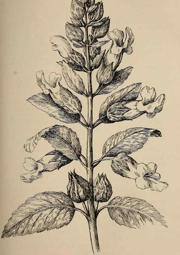 Reproducción/Reproduction 7176706256: The wild flowers of California;. San Francisco,Payot, Upham, & company,1902.