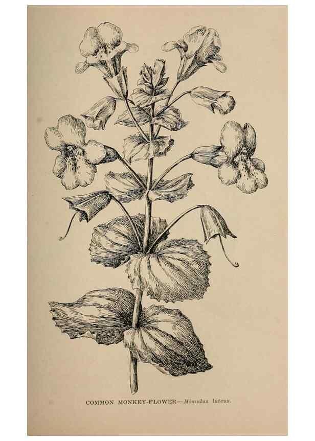 Reproducción/Reproduction 7176752802: The wild flowers of California;. San Francisco,Payot, Upham, & company,1902.