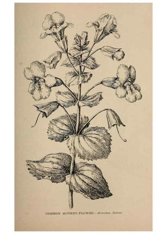 Reproducción/Reproduction 7176752802: The wild flowers of California;. San Francisco,Payot, Upham, & company,1902.