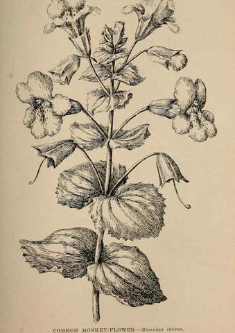 Reproducción/Reproduction 7176752802: The wild flowers of California;. San Francisco,Payot, Upham, & company,1902.