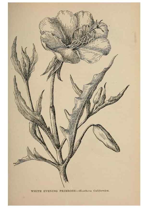 Reproducción/Reproduction 7176707862: The wild flowers of California;. San Francisco,Payot, Upham, & company,1902.