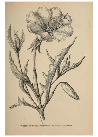 Reproducción/Reproduction 7176707862: The wild flowers of California;. San Francisco,Payot, Upham, & company,1902.