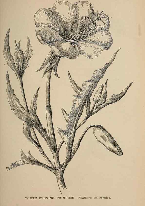 Reproducción/Reproduction 7176707862: The wild flowers of California;. San Francisco,Payot, Upham, & company,1902.