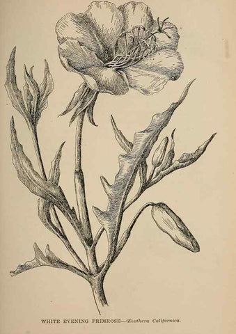 Reproducción/Reproduction 7176707862: The wild flowers of California;. San Francisco,Payot, Upham, & company,1902.