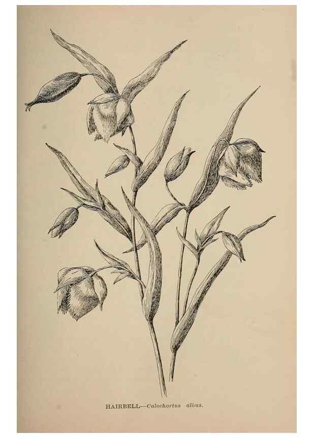 Reproducción/Reproduction 7176710736: The wild flowers of California;. San Francisco,Payot, Upham, & company,1902.