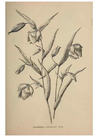 Reproducción/Reproduction 7176710736: The wild flowers of California;. San Francisco,Payot, Upham, & company,1902.