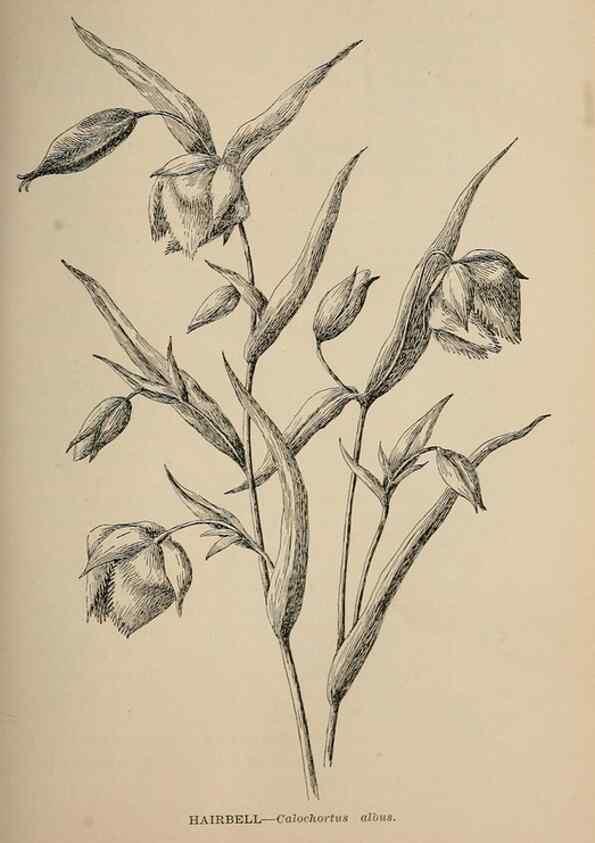 Reproducción/Reproduction 7176710736: The wild flowers of California;. San Francisco,Payot, Upham, & company,1902.