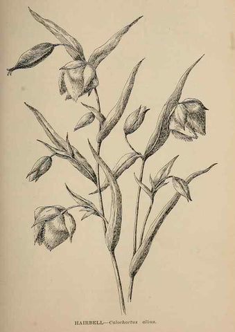 Reproducción/Reproduction 7176710736: The wild flowers of California;. San Francisco,Payot, Upham, & company,1902.