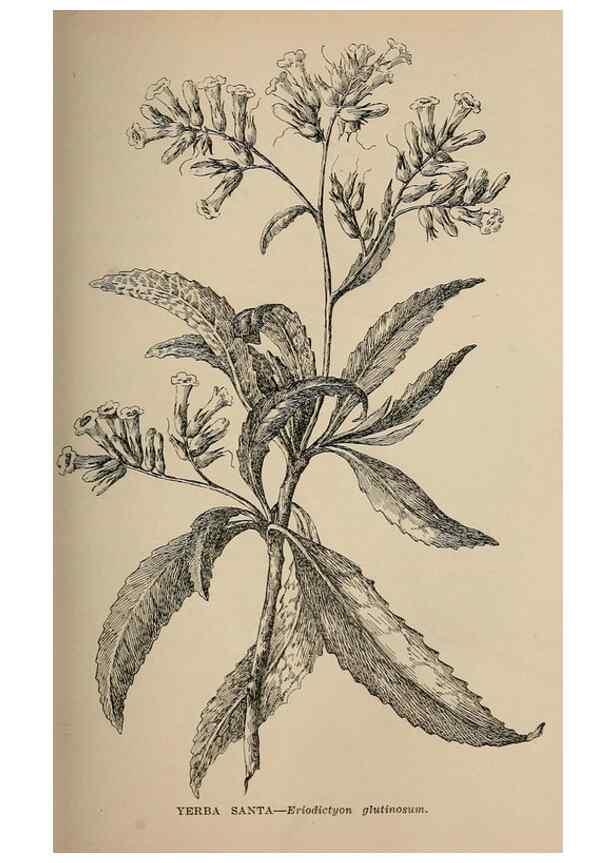 Reproducción/Reproduction 7176711976: The wild flowers of California;. San Francisco,Payot, Upham, & company,1902.