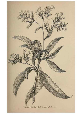 Reproducción/Reproduction 7176711976: The wild flowers of California;. San Francisco,Payot, Upham, & company,1902.