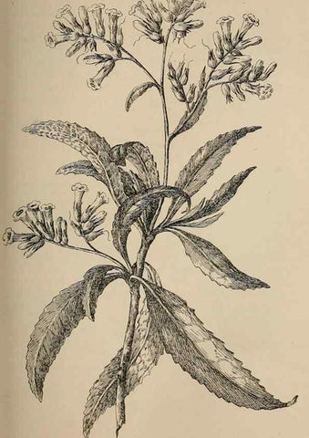 Reproducción/Reproduction 7176711976: The wild flowers of California;. San Francisco,Payot, Upham, & company,1902.