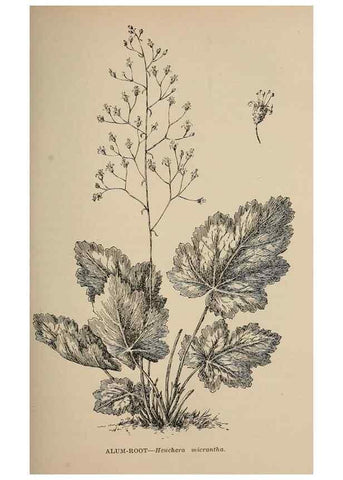 Reproducción/Reproduction 7176713444: The wild flowers of California;. San Francisco,Payot, Upham, & company,1902.