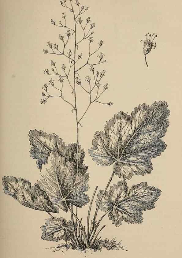 Reproducción/Reproduction 7176713444: The wild flowers of California;. San Francisco,Payot, Upham, & company,1902.