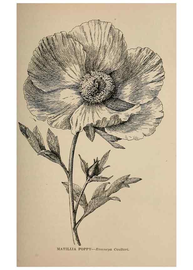 Reproducción/Reproduction 7176716658: The wild flowers of California;. San Francisco,Payot, Upham, & company,1902.