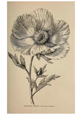 Reproducción/Reproduction 7176716658: The wild flowers of California;. San Francisco,Payot, Upham, & company,1902.