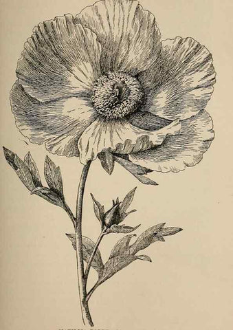 Reproducción/Reproduction 7176716658: The wild flowers of California;. San Francisco,Payot, Upham, & company,1902.