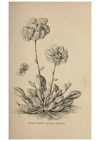 Reproducción/Reproduction 7176718154: The wild flowers of California;. San Francisco,Payot, Upham, & company,1902.