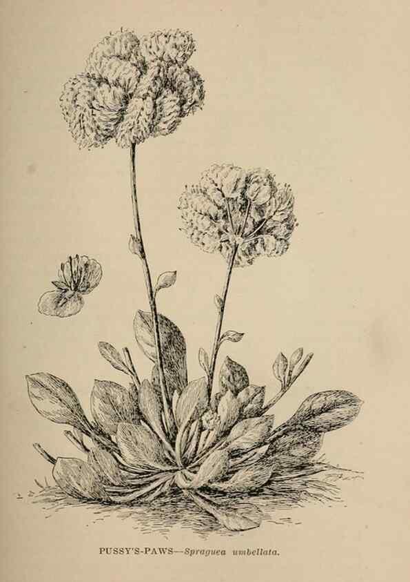 Reproducción/Reproduction 7176718154: The wild flowers of California;. San Francisco,Payot, Upham, & company,1902.