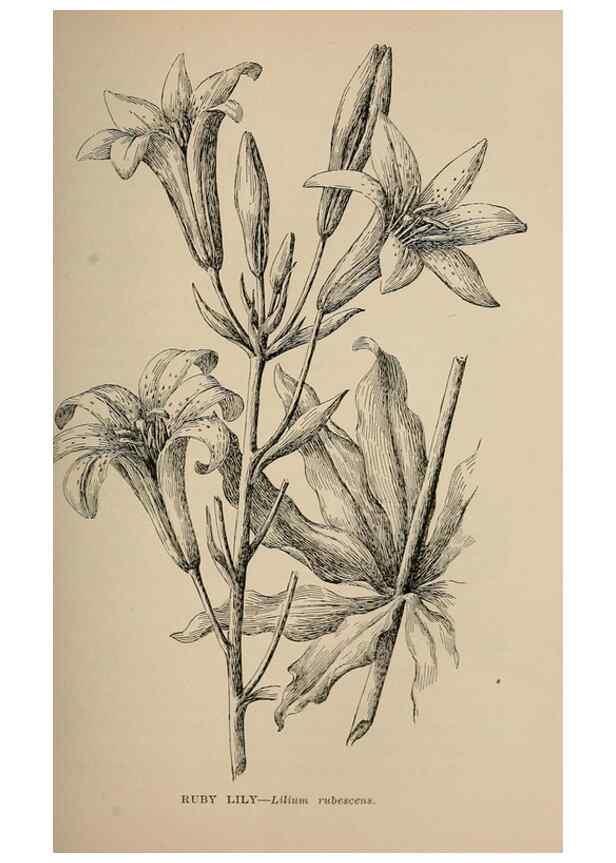 Reproducción/Reproduction 7176719706: The wild flowers of California;. San Francisco,Payot, Upham, & company,1902.