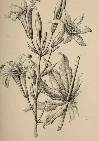 Reproducción/Reproduction 7176719706: The wild flowers of California;. San Francisco,Payot, Upham, & company,1902.
