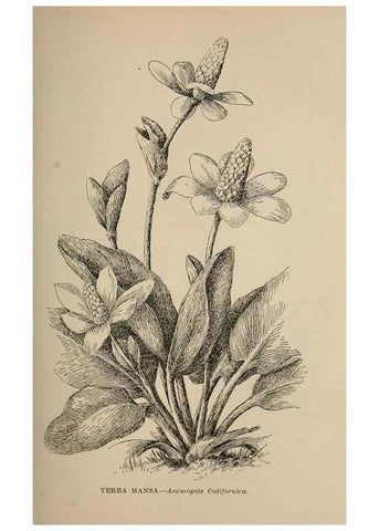 Reproducción/Reproduction 7176721788: The wild flowers of California;. San Francisco,Payot, Upham, & company,1902.