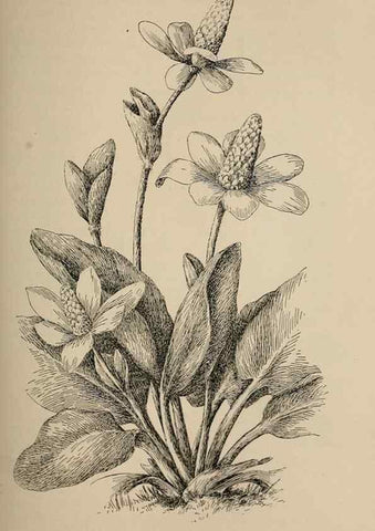 Reproducción/Reproduction 7176721788: The wild flowers of California;. San Francisco,Payot, Upham, & company,1902.