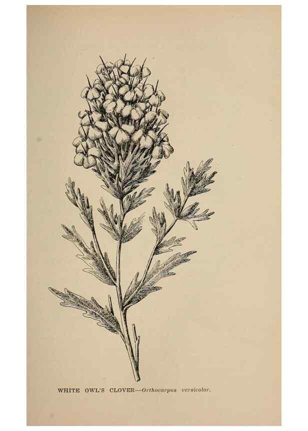 Reproducción/Reproduction 7176709536: The wild flowers of California;. San Francisco,Payot, Upham, & company,1902.